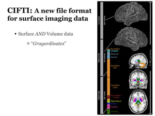 CIFTI: A new file format
for surface imaging data
• Surface AND Volume data
“Grayordinates”
 