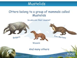 Otters, the environment and our role - Children's | PPTX