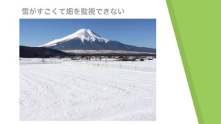 雪がすごくて畑を監視できない
 