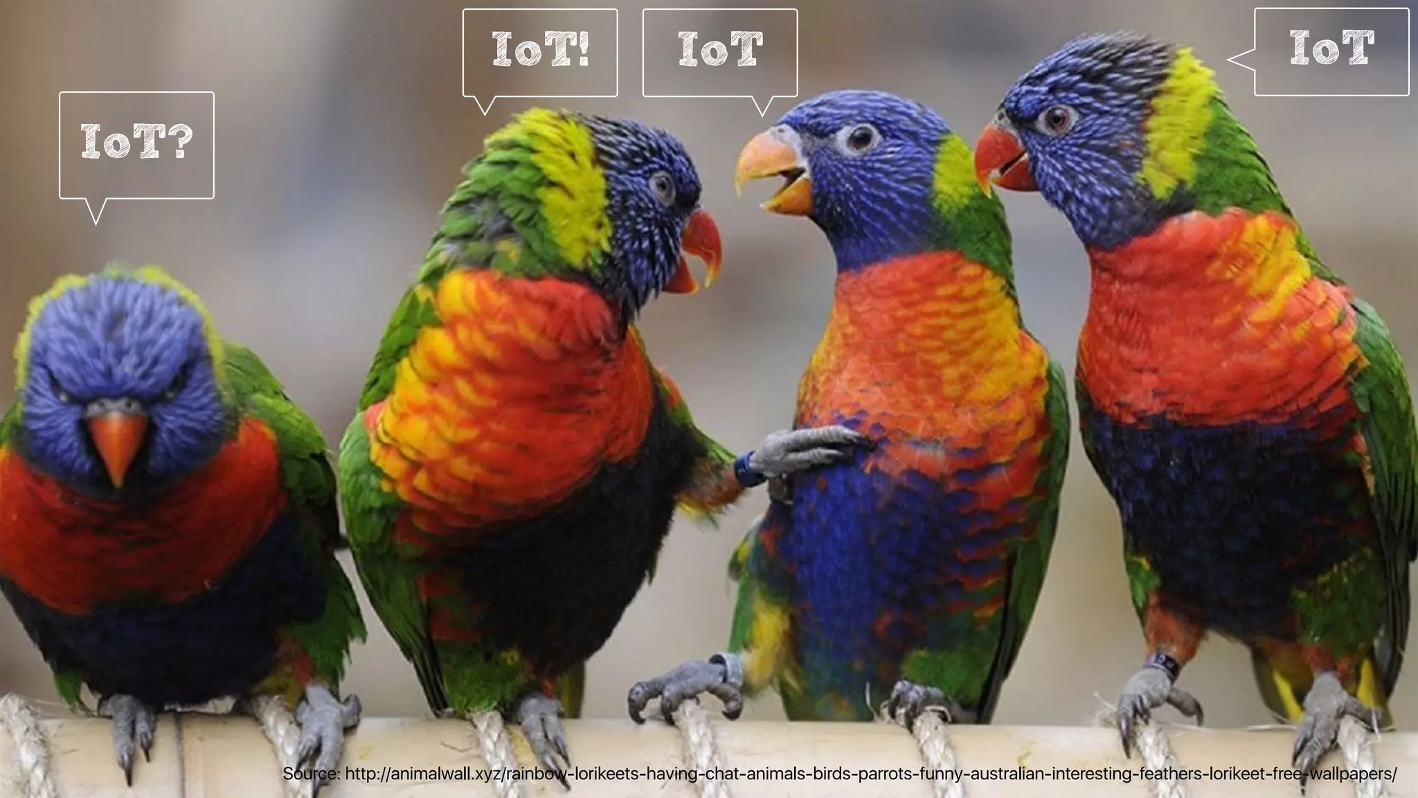 IoT?
IoT! IoT IoT
Source: http://animalwall.xyz/rainbow-lorikeets-having-chat-animals-birds-parrots-funny-australian-interesting-feathers-lorikeet-free-wallpapers/
 