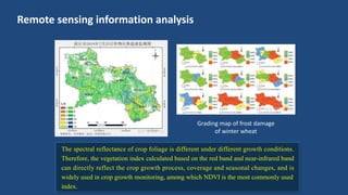 Remote sensing information analysis
The spectral reflectance of crop foliage is different under different growth conditions.
Therefore, the vegetation index calculated based on the red band and near-infrared band
can directly reflect the crop growth process, coverage and seasonal changes, and is
widely used in crop growth monitoring, among which NDVI is the most commonly used
index.
Grading map of frost damage
of winter wheat
 