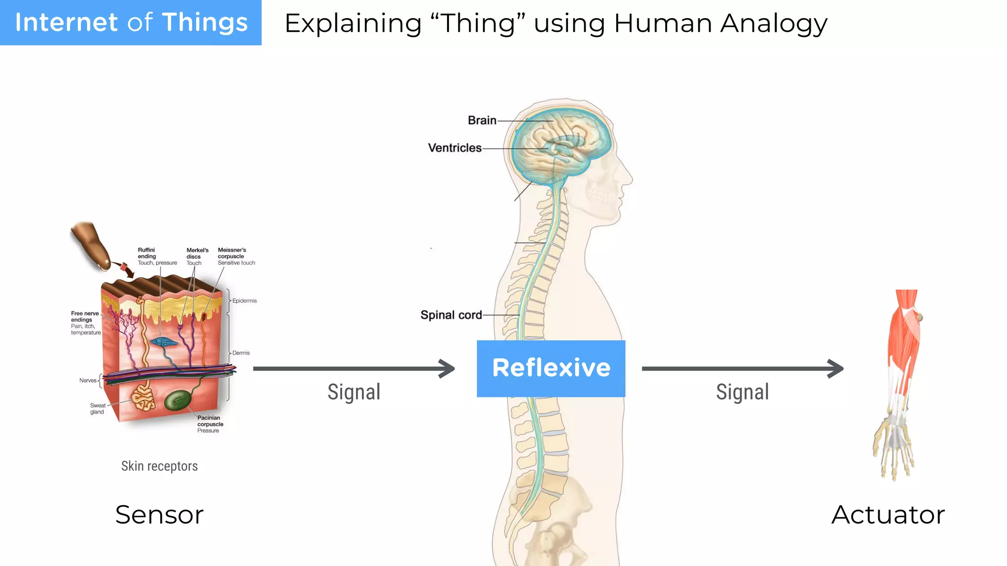 Sensor
Explaining “Thing” using Human Analogy
Actuator
Internet of Things
Signal Signal
Control
Skin receptors
Reﬂexive
 
