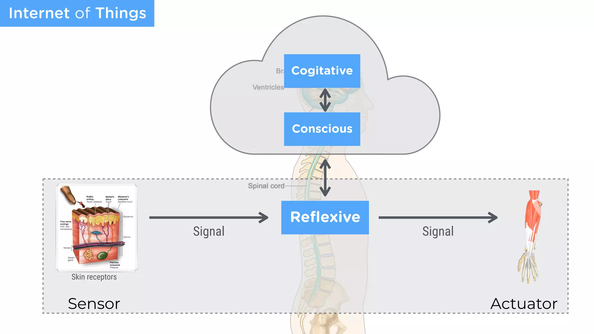 Sensor Actuator
Internet of Things
Signal Signal
Reﬂexive
Skin receptors
Conscious
Cogitative
 
