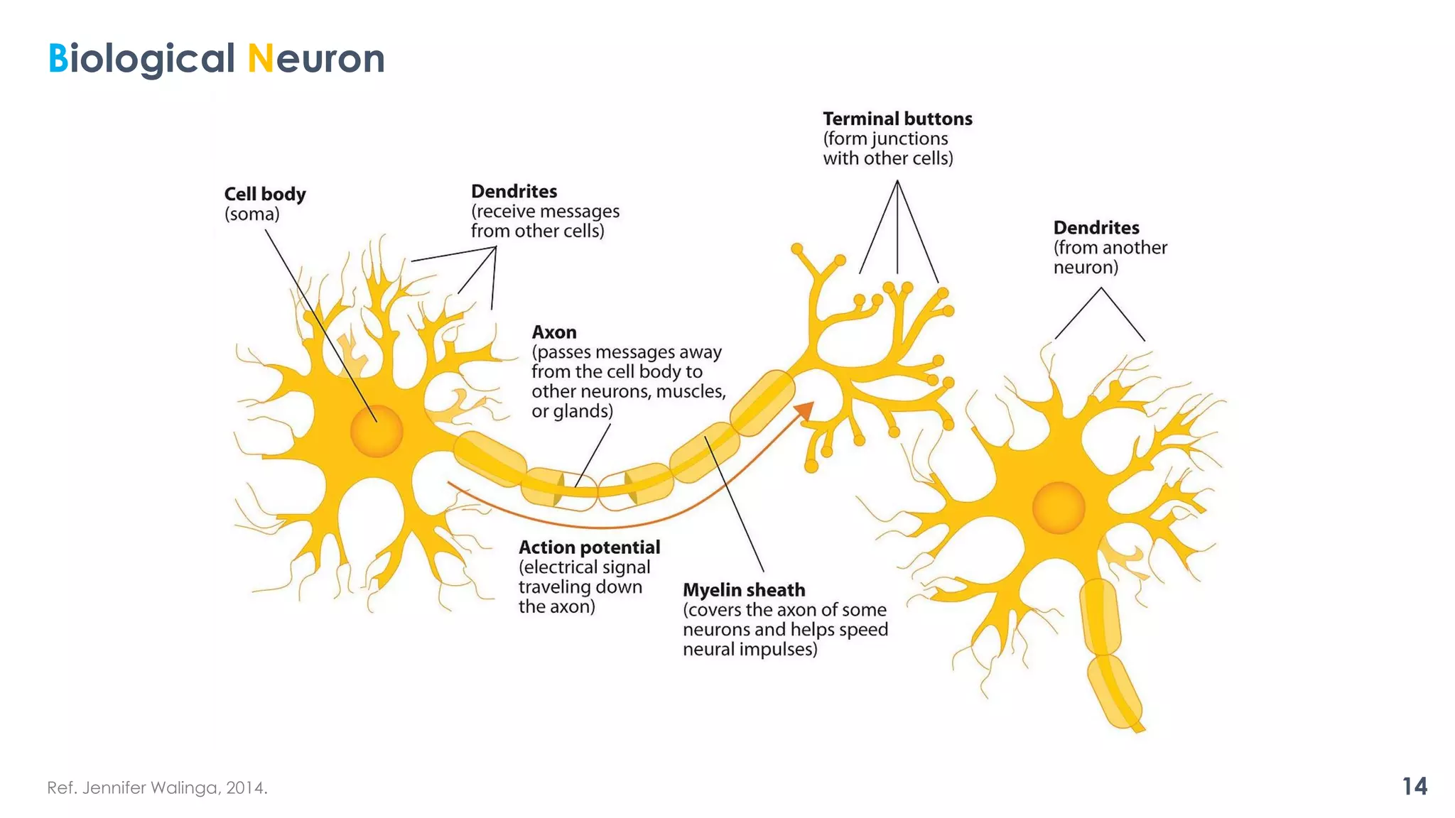 Biological Neuron
Ref. Jennifer Walinga, 2014. 14
 