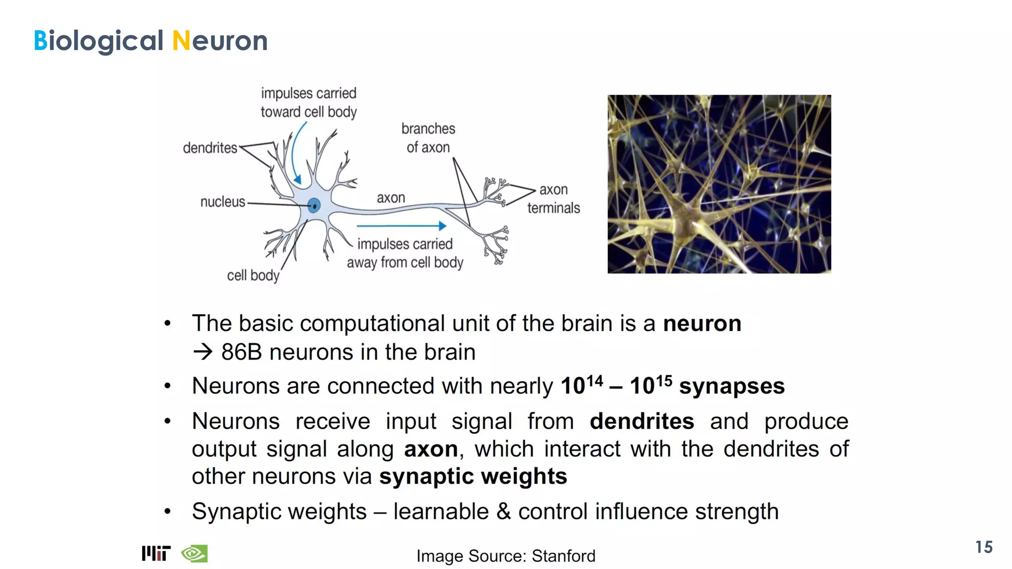 Ref. Jennifer Walinga, 2014.
Biological Neuron
15
 