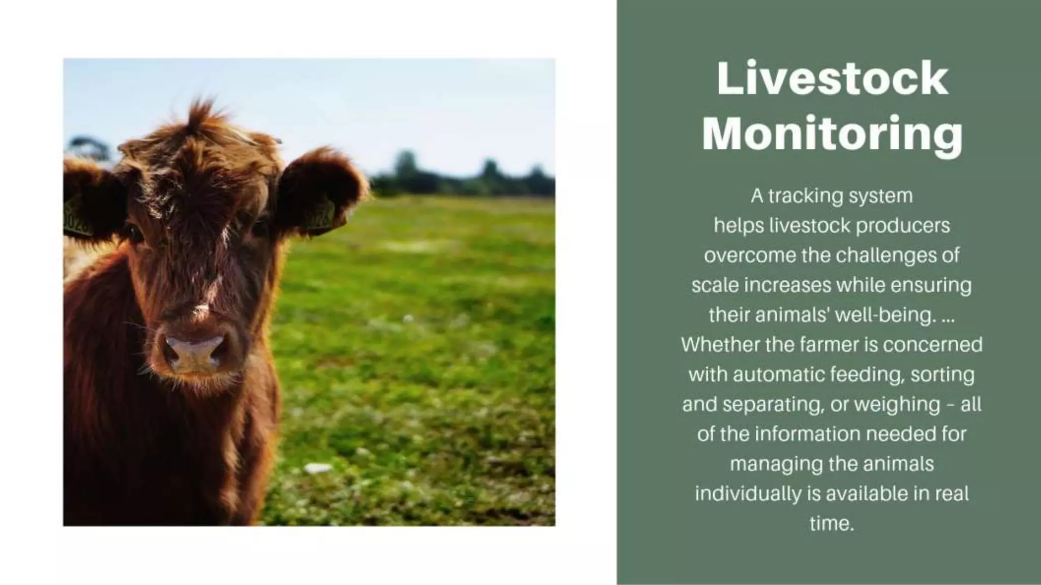 Livestock Monitoring
A tracking system helps livestock producers overcome the
challenges of scale increases while ensuring their animals' well-
being. ... Whether the farmer is concerned with automatic
feeding, sorting and separating, or weighing – all of the
information needed for managing the animals individually is
available in real time.