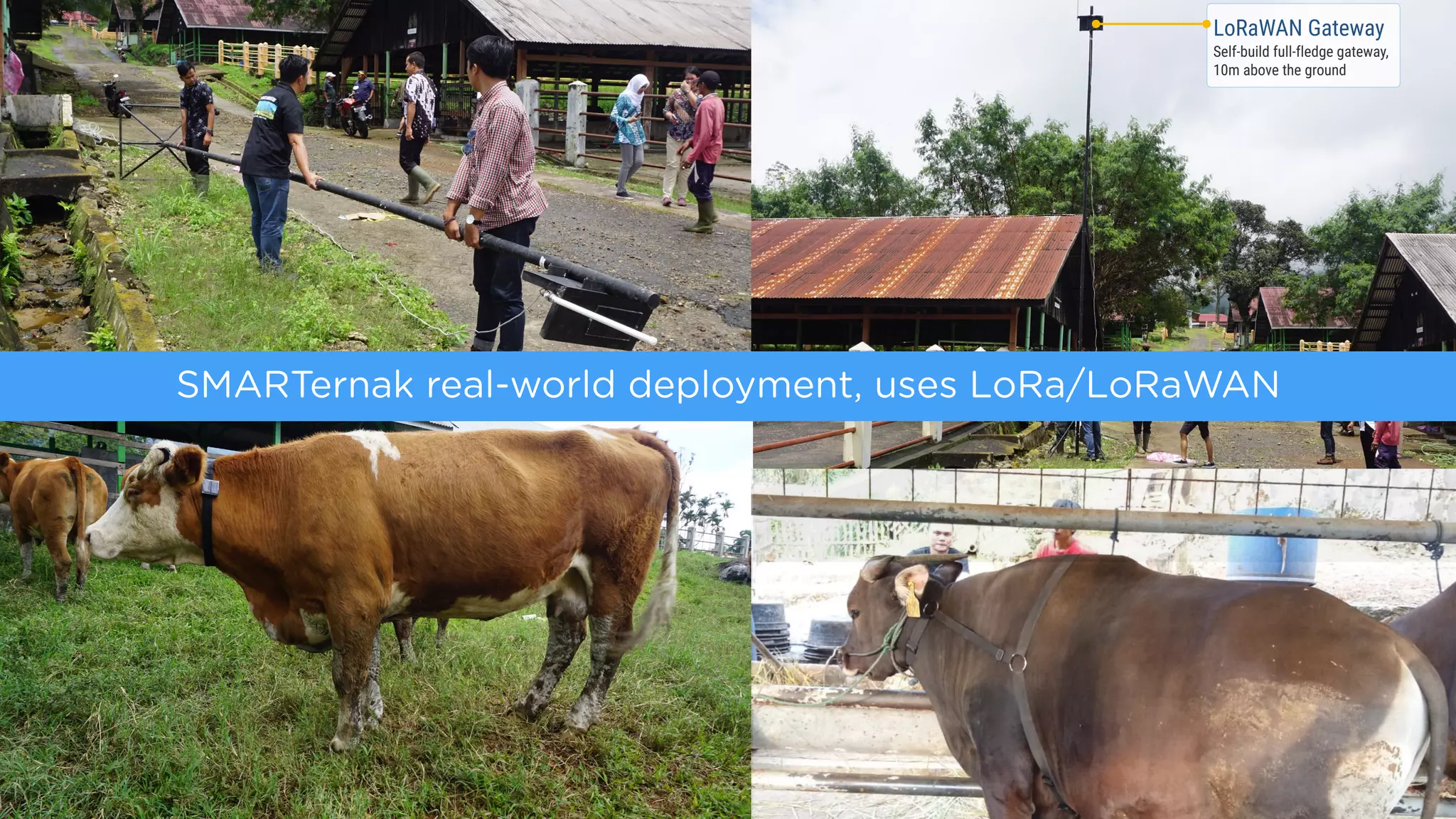 SMARTernak real-world deployment, uses LoRa/LoRaWAN
LoRaWAN Gateway
Self-build full-fledge gateway,
10m above the ground
 