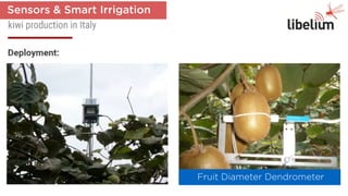Fruit Diameter Dendrometer
Sensors & Smart Irrigation
 