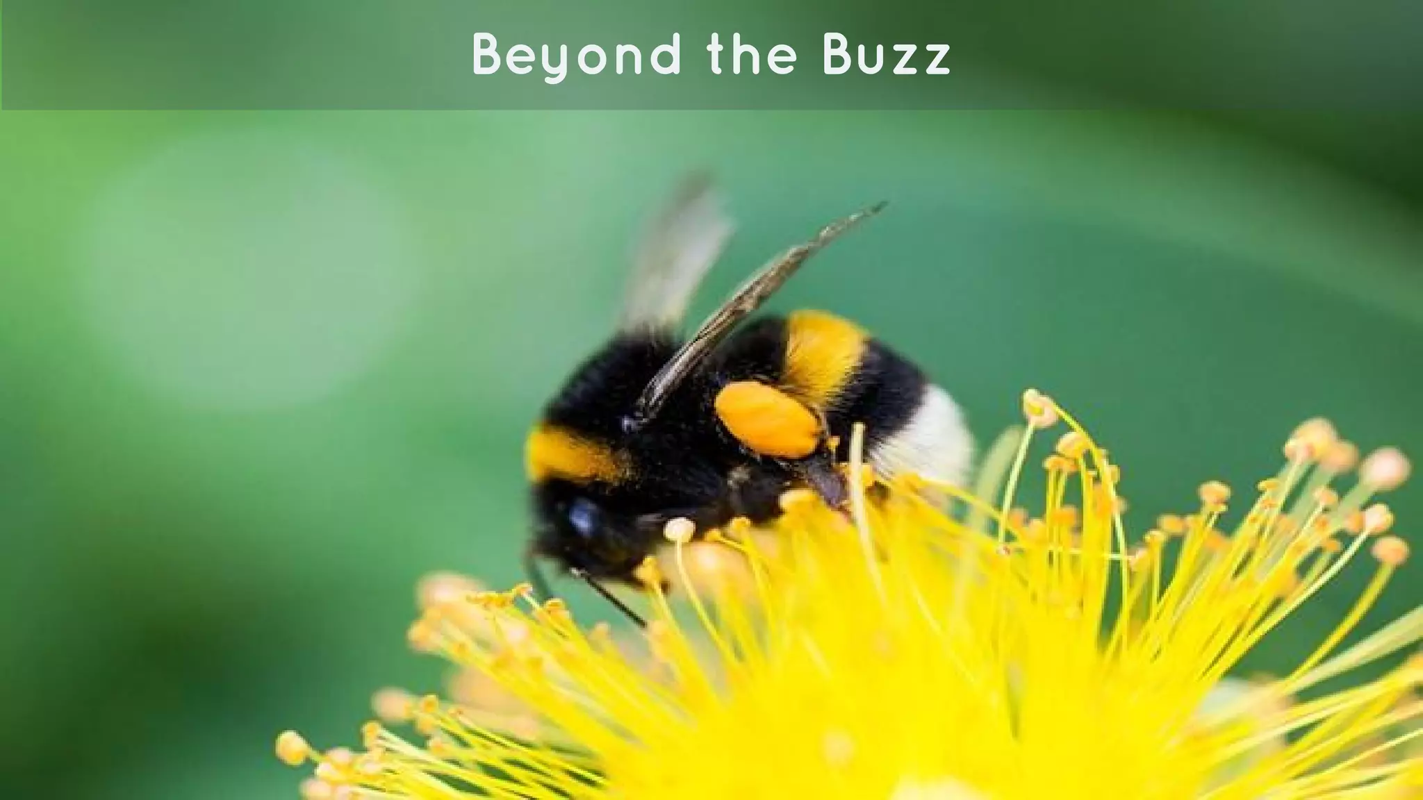 Beyond the Buzz
 
