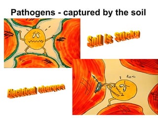 Pathogens - captured by the soil Soil  is  Sticky Electrical  charges 