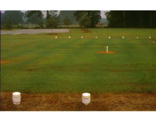 Photo:  Look for greener stripes 