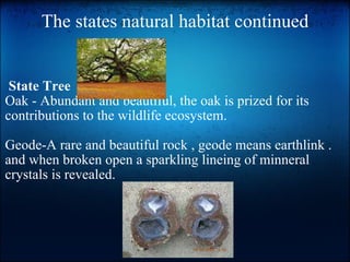 The states natural habitat continued       State Tree Oak - Abundant and beautiful, the oak is prized for its contributions to the wildlife ecosystem.     Geode-A rare and beautiful rock , geode means earthlink . and when broken open a sparkling lineing of minneral crystals is revealed.   