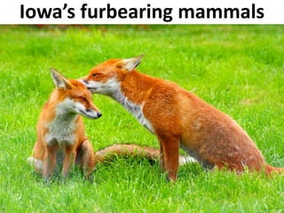 Iowa’s furbearing mammals
 