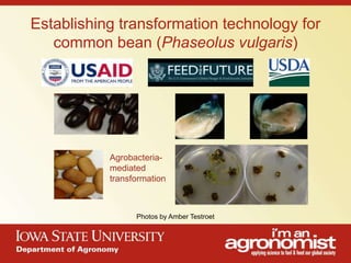 An overview of agronomy departments capabilities, what is being doing in international agriculture