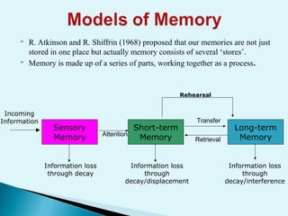  R. Atkinson and R. Shiffrin (1968) proposed that our memories are not just
stored in one place but actually memory consists of several ‘stores’.
 Memory is made up of a series of parts, working together as a process.
Sensory
Memory
Long-term
Memory
Short-term
Memory
Information loss
through decay
Information loss
through
decay/displacement
Information loss
through
decay/interference
Rehearsal
Incoming
Information
Attention
Retrieval
Transfer
 