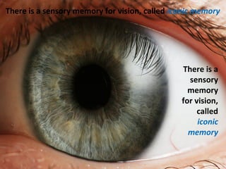 There is a sensory memory for vision, called iconic memory
There is a
sensory
memory
for vision,
called
iconic
memory
 