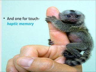 • And one for touch-
haptic memory
 