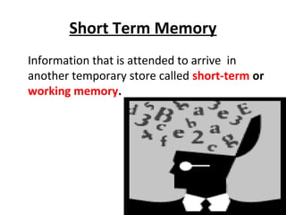 Short Term Memory
Information that is attended to arrive in
another temporary store called short-term or
working memory.
 