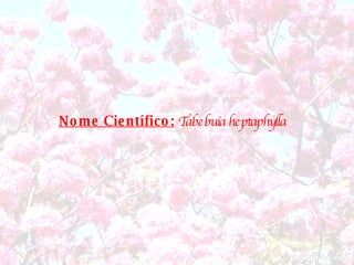 Nome Científico:   Tabebuia heptaphylla   