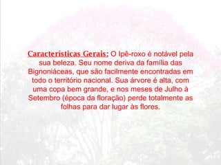 Características Gerais:  O Ipê-roxo é notável pela sua beleza. Seu nome deriva da família das Bignoniáceas, que são facilmente encontradas em todo o território nacional. Sua árvore é alta, com uma copa bem grande, e nos meses de Julho à Setembro (época da floração) perde totalmente as folhas para dar lugar às flores. 