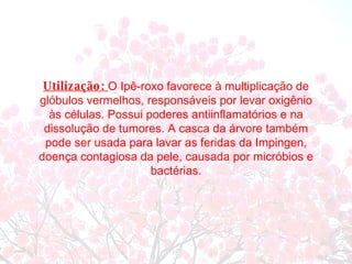Utilização:  O Ipê-roxo favorece à multiplicação de glóbulos vermelhos, responsáveis por levar oxigênio às células. Possui poderes antiinflamatórios e na dissolução de tumores. A casca da árvore também pode ser usada para lavar as feridas da Impingen, doença contagiosa da pele, causada por micróbios e bactérias. 
