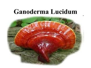 Ganoderma Lucidum
 