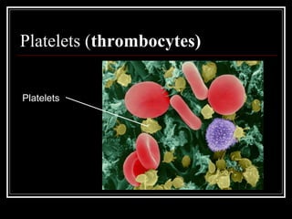 Platelets (thrombocytes)
Platelets
 