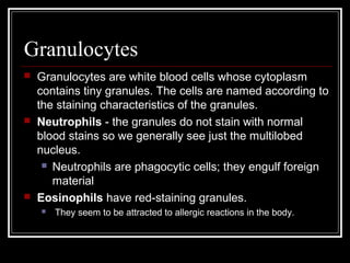 Granulocytes
 Granulocytes are white blood cells whose cytoplasm
contains tiny granules. The cells are named according to
the staining characteristics of the granules.
 Neutrophils - the granules do not stain with normal
blood stains so we generally see just the multilobed
nucleus.
 Neutrophils are phagocytic cells; they engulf foreign
material
 Eosinophils have red-staining granules.
 They seem to be attracted to allergic reactions in the body.
 
