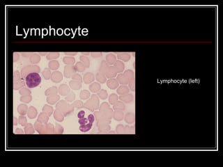 Lymphocyte
Lymphocyte (left)
 