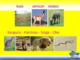 RUSA      ANTELOP   KERBAU




Kanguru - Harimau - Singa - Ular
 