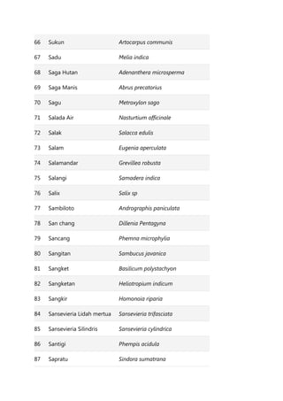 66 Sukun Artocarpus communis
67 Sadu Melia indica
68 Saga Hutan Adenanthera microsperma
69 Saga Manis Abrus precatorius
70 Sagu Metroxylon sago
71 Salada Air Nasturtium officinale
72 Salak Salacca edulis
73 Salam Eugenia aperculata
74 Salamandar Grevillea robusta
75 Salangi Samadera indica
76 Salix Salix sp
77 Sambiloto Andrographis paniculata
78 San chang Dillenia Pentagyna
79 Sancang Phemna microphylia
80 Sangitan Sambucus javanica
81 Sangket Basilicum polystachyon
82 Sangketan Heliotropium indicum
83 Sangkir Homonoia riparia
84 Sansevieria Lidah mertua Sansevieria trifasciata
85 Sansevieria Silindris Sansevieria cylindrica
86 Santigi Phempis acidula
87 Sapratu Sindora sumatrana
 