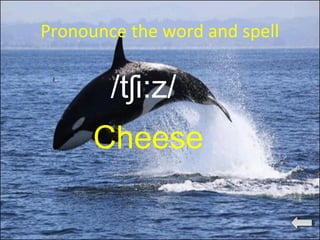 Pronounce the word and spell
/t i:z/ʃ
Cheese
 