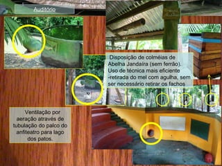 Ventilação por
aeração através de
tubulação do palco do
anfiteatro para lago
dos patos.
Auditório
Disposição de colméias de
Abelha Jandaíra (sem ferrão).
Uso de técnica mais eficiente
-retirada do mel com agulha, sem
ser necessário retirar os fachos
 
