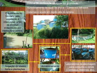 Laboratórios de alevinagem
– para consumo e venda
(Tambaqui, Matrinxã, etc).
Sistema de distribuição de águas por gravidade.
Aproveitamento da água da chuva – Coleta nos telhados.
Cisternas e açude em região alta do terreno.O quebra-vento
formado pela
vegetação é
intencional, a fim
de diminuir
evaporação por
insolação e ventos.
ArmazenamentoIrrigação do viveiro,
horta e plantações
 