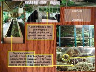 Coelhário
e
Codornário
O gradeamento
permite a queda dos
excrementos os quais
são posteriormente
usados pra adubação.
A alimentação é feita
com vegetais
orgânicos (Urucum),
garantindo uma carne
mais saudável.
A inclinação da grade
promove o rolamento
dos ovos e facilidade
na coleta destes.
 