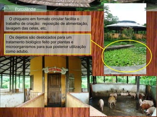Porcolândia
O chiqueiro em formato circular facilita o
trabalho de criação: reposição de alimentação,
lavagem das celas, etc.
Os dejetos são deslocados para um
tratamento biológico feito por plantas e
microorganismos para sua posterior utilização
como adubo.
 