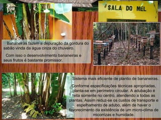 Bananeiras fazem a depuração da gordura do
sabão vinda da água cinza do chuveiro.
Com isso o desenvolvimento bananeiras e
seus frutos é bastante promissor.
Sistema mais eficiente de plantio de bananeiras.
Conforme especificações técnicas apropriadas,
planta-se em perímetro circular. A adubação é
feita somente no centro, atendendo a todas as
plantas. Assim reduz-se os custos de transporte e
espelhamento de adubo, além de haver o
favorecimento da existência de um micro-clima de
micorrizas e humidade.
 