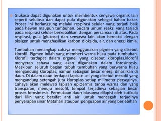 

Glukosa dapat digunakan untuk membentuk senyawa organik lain
seperti selulosa dan dapat pula digunakan sebagai bahan bakar.
Proses ini berlangsung melalui respirasi seluler yang terjadi baik
pada hewan maupun tumbuhan. Secara umum reaksi yang terjadi
pada respirasi seluler berkebalikan dengan persamaan di atas. Pada
respirasi, gula (glukosa) dan senyawa lain akan bereaksi dengan
oksigen untuk menghasilkan karbon dioksida, air, dan energi kimia.
Tumbuhan menangkap cahaya menggunakan pigmen yang disebut
klorofil. Pigmen inilah yang memberi warna hijau pada tumbuhan.
Klorofil terdapat dalam organel yang disebut kloroplas.klorofil
menyerap cahaya yang akan digunakan dalam fotosintesis.
Meskipun seluruh bagian tubuh tumbuhan yang berwarna hijau
mengandung kloroplas, namun sebagian besar energi dihasilkan di
daun. Di dalam daun terdapat lapisan sel yang disebut mesofil yang
mengandung setengah juta kloroplas setiap milimeter perseginya.
Cahaya akan melewati lapisan epidermis tanpa warna dan yang
transparan, menuju mesofil, tempat terjadinya sebagian besar
proses fotosintesis. Permukaan daun biasanya dilapisi oleh kutikula
dari lilin yang bersifat anti air untuk mencegah terjadinya
penyerapan sinar Matahari ataupun penguapan air yang berlebihan

 