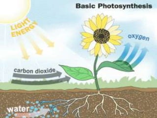 

Alga terdiri dari alga multiseluler seperti ganggang hingga alga
mikroskopik yang hanya terdiri dari satu sel. Meskipun alga tidak
memiliki struktur sekompleks tumbuhan darat, fotosintesis pada
keduanya terjadi dengan cara yang sama. Hanya saja karena alga
memiliki berbagai jenis pigmen dalam kloroplasnya, maka panjang
gelombang cahaya yang diserapnya pun lebih bervariasi.Semua alga
menghasilkan oksigen dan kebanyakan bersifat autotrof. Hanya
sebagian kecil saja yang bersifat heterotrof yang berarti bergantung
pada
materi
yang
dihasilkan
oleh
organisme
lain.
Proses Fotosintesis.
Tumbuhan membutuhkan sinar matahari, air, dan udara untuk
membuat makanannya sendiri. Setiap hari, zat hijau daun pada
daun tanaman menyerap cahaya matahari. Tumbuhan
memanfaatkan cahaya matahari menjadi karbon dioksida dari
udara, dan air dari tanah menjadi makanan yang mengandung gula.
Tumbuhan lalu mengeluarkan oksigen sebagai hasil yang tidak
terpakai, walaupun sebagian digunakan untuk bernapas. Untuk
lebih jelasnya lihat gambar berikut.

 