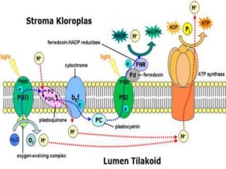 REAKSI FOTOSINTESIS
1. Reaksi terang




Berlangsung di dalam membran tilakoid di grana. Grana adalah
struktur bentukan membran tilakoid yang terbentuk dalam
stroma, yaitu salah satu ruangan dalam kloroplas. Di dalam grana
terdapat klorofil, yaitu pigmen yang berperan dalam fotosintesis.
Reaksi terang di sebut juga fotolisis karena proses penyerapan
energi cahaya dan penguraian molekul air menjadi oksigen dan
hidrogen.
Reaksi
terang
adalah
proses
untuk
menghasilkan ATP dan reduksi NADPH2. Reaksi ini memerlukan
molekul air dan cahaya Matahari. Proses diawali dengan
penangkapan foton oleh pigmen sebagai antena
Reaksi terang melibatkan dua fotosistem yang saling bekerja
sama, yaitu fotosistem I dan II. Fotosistem I (PS I) berisi pusat reaksi
P700, yang berarti bahwa fotosistem ini optimal menyerap cahaya
pada panjang gelombang 700 nm, sedangkan fotosistem II (PS II)
berisi pusat reaksi P680 dan optimal menyerap cahaya pada
panjang gelombang 680 nm.

 