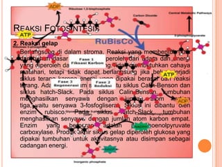REAKSI FOTOSINTESIS
2. Reaksi gelap
Berlangsung di dalam stroma. Reaksi yang membentuk gula
dari bahan dasar CO2 yang diperoleh dari udara dan energi
yang diperoleh dari reaksi terang.Tidak membutuhkan cahaya
matahari, tetapi tidak dapat berlangsung jika belum terjadi
siklus terang karena energi yang dipakai berasal dari reaksi
terang. Ada dua macam siklus, yaitu siklus Calin-Benson dan
siklus hatch-Slack. Pada siklus Calin-Benson, tumbuhan
menghasilkan senyawa dengan jumlah atom karbon
tiga, yaitu senyawa 3-fosfogliserat. Siklus ini dibantu oleh
enzim rubisco. Pada siklus hatch-Slack, tumbuhan
menghasilkan senyawa dengan jumlah atom karbon empat.
Enzim
yang
berperan
adalah
phosphoenolpyruvate
carboxylase. Produk akhir siklus gelap diperoleh glukosa yang
dipakai tumbuhan untuk aktivitasnya atau disimpan sebagai
cadangan energi.

 