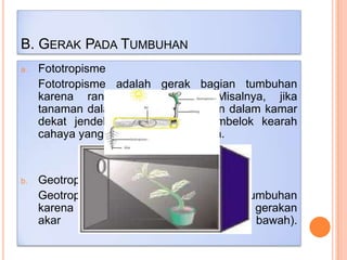 B. GERAK PADA TUMBUHAN
a.

Fototropisme
Fototropisme adalah gerak bagian tumbuhan
karena rangsangan cahaya. Misalnya, jika
tanaman dalam pot yang diletakkan dalam kamar
dekat jendela akan tumbuh membelok kearah
cahaya yang masuk melalui jendela.

b.

Geotropisme (gravitropisme)
Geotropisme adalah gerak bagian tumbuhan
karena pengaruh gravitasi bumi. Misal gerakan
akar
menuju
ke
tanah
(ke
bawah).

 