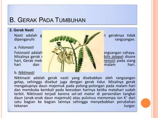 B. GERAK PADA TUMBUHAN
2. Gerak Nasti
Nasti adalah gerak bagian tumbuhan yang arah geraknya tidak
dipengaruhi
oleh
datangnya
rangsangan.
a. Fotonasti
Fotonasti adalah gerak nasti yang disebabkan oleh rangsangan cahaya.
Misalnya gerak mekarnya bunga pukul empat (Mirabilis jalapa) disore
hari, Gerak mekarnya bunga sepatu (Hibiscus rosasinensis) pada siang
hari
dan
menguncup
pada
malam
hari.
b. Niktinasti
Niktinasti adalah gerak nasti yang disebabkan oleh rangsangan
gelap, sehingga disebut juga dengan gerak tidur. Misalnya gerak
mengatupnya daun majemuk pada polong-polongan pada malam hari
dan membuka kembali pada keesokan harinya ketika matahari sudah
terbit. Niktinasti terjadi karena sel-sel motor di persendian tangkai
daun (anak-anak daun majemuk) atau pulvinus memompa ion K+ dari
satu bagian ke bagian lainnya sehingga menyebabkan perubahan
tekanan
turgor.

 