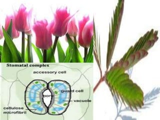 B. GERAK PADA TUMBUHAN
c. Tigmonasti (Seismonasti)
Tigmonasti adalah gerak nasti yang disebabkan oleh rangsangan
sentuhan atau getaran. Misalnya gerak menutupnya daun sikejut atau
putri malu (Mimosa pudica) jika disentuh. Tigmonasti disebut juga
seismonasti. Saat rangsangan sentuhan datang, terjadi aliran air
menjauhi bagian yang disentuh tersebut. Aliran air tersebut
menyebabkan kadar air sel-sel motor di daerah sentuhan berkurang
dan tekanan turgor mengecil.
d. Termonasti
Termonasti adalah gerak nasti karena rangsangan suhu. Misalnya
mekarnya bunga tulip jika temperatur mendadak naik dan menutup
kembali bila temperatur menurun.

e. Nasti kompleks
Gerak nasti yang disebabkan oleh beberapa macam rangsang sekaligus.
Misalnya
membuka
dan
menutupnya
stomata.

 