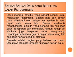 BAGIAN-BAGIAN DAUN YANG BERPERAN
DALAM FOTOSINTESIS
Daun memiliki struktur yang sangat sesuai untuk
melakukan fotosintesis. Bagian atas dan bawah
daun dilindungi oleh selapis sel epidermis yang
rapat satu sama lain. Sel-sel epidermis
menghasilkan kutikula yang berlapis lilin sehingga
daun transparan dan mengkilat, namun kedap air.
Kutikula juga berperan untuk menghalangi
terjadinya pertukaran gas di bagian daun yang lain
sehingga hanya terjadi di stomata.
 Stomata adalah bagian yang terbuka dari daun.
Umumnya stomata terdapat di bagian bawah daun.


 
