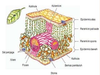 BAGIAN-BAGIAN DAUN YANG BERPERAN
DALAM FOTOSINTESIS






Di antara epidermis atas dan epidermis bawah terdapat
jaringan mesofil (bagian tengah daun). Jaringan mesofil
adalah jaringan dasar yang tersusun atas sel-sel
parenkim yang kaya klorofil. Pada sebagian besar
tumbuhan, mesofil daun terdiri dari dua jaringan yaitu
jaringan palisade dan jaringan spons.
Sel-sel jaringan palisade berbentuk seperti tabung yang
berjajar rapat antara satu sama lain serta membentuk
lapisan tebal tepat di bawah epidermis.
Diantara jaringan palisade dan epidermis bawah
terdapat jaringan spons. Jaringan spons terdiri atas selsel yang bentuknya tidak beraturan dan di kelilingi oleh
sejumlah rongga udara.

 