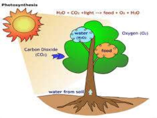 Fotosintesis dan gerak tumbuhan