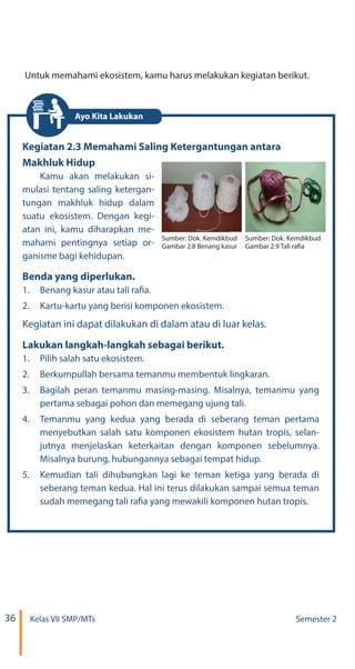 36 Kelas VII SMP/MTs Semester 2
Untuk memahami ekosistem, kamu harus melakukan kegiatan berikut.
Kegiatan 2.3 Memahami Saling Ketergantungan antara
Makhluk Hidup
Kamu akan melakukan si-
mulasi tentang saling ketergan-
tungan makhluk hidup dalam
suatu ekosistem. Dengan kegi-
atan ini, kamu diharapkan me-
mahami pentingnya setiap or-
ganisme bagi kehidupan.
Benda yang diperlukan.
1.	 Benang kasur atau tali rafia.
2.	 Kartu-kartu yang berisi komponen ekosistem.
Kegiatan ini dapat dilakukan di dalam atau di luar kelas.
Lakukan langkah-langkah sebagai berikut.
1.	 Pilih salah satu ekosistem.
2.	 Berkumpullah bersama temanmu membentuk lingkaran.
3.	 Bagilah peran temanmu masing-masing. Misalnya, temanmu yang
pertama sebagai pohon dan memegang ujung tali.
4.	 Temanmu yang kedua yang berada di seberang teman pertama
menyebutkan salah satu komponen ekosistem hutan tropis, selan-
jutnya menjelaskan keterkaitan dengan komponen sebelumnya.
Misalnya burung, hubungannya sebagai tempat hidup.
5.	 Kemudian tali dihubungkan lagi ke teman ketiga yang berada di
seberang teman kedua. Hal ini terus dilakukan sampai semua teman
sudah memegang tali rafia yang mewakili komponen hutan tropis.
Sumber: Dok. Kemdikbud
Gambar 2.8 Benang kasur
Sumber: Dok. Kemdikbud
Gambar 2.9 Tali rafia
Ayo Kita Lakukan
 