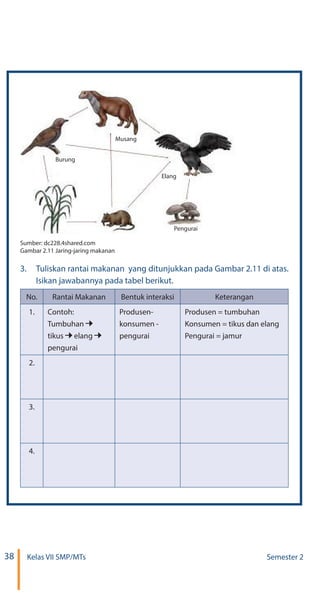 38 Kelas VII SMP/MTs Semester 2
Sumber: dc228.4shared.com
Gambar 2.11 Jaring-jaring makanan
3.	 Tuliskan rantai makanan yang ditunjukkan pada Gambar 2.11 di atas.
Isikan jawabannya pada tabel berikut.
No. Rantai Makanan Bentuk interaksi Keterangan
1. Contoh:
Tumbuhan
tikus elang
pengurai
Produsen-
konsumen -
pengurai
Produsen = tumbuhan
Konsumen = tikus dan elang
Pengurai = jamur
2.
3.
4.
Burung
Musang
Elang
Pengurai
 