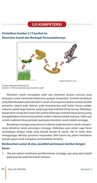 44 Kelas VII SMP/MTs Semester 2
Uji kompetensi
Perhatikan Gambar 2.13 berikut ini.
Ekosistem Sawah dan Berbagai Permasalahannya
Sumber: belajar.kemdikbud.go.id
Gambar 2.13 Rantai makanan pada ekosistem sawah
Ekosistem sawah merupakan salah satu ekosistem buatan manusia yang
bertujuan untuk memenuhi kebutuhan pangan masyarakat. Tumbuh-tumbuhan
yang dikembangkan pada ekosistem sawah umumnya merupakan produk-produk
pertanian, seperti padi. Namun, pada kenyataannya padi bukan hanya sumber
makanan pokok bagi manusia, tetapi juga bagi makhluk hidup lainnya. Akibatnya,
terjadi aliran energi dan materi dari padi ke beberapa makhluk hidup lainnya yang
mengakibatkan menurunnya jumlah sumber makanan pokok manusia. Salah satu
contoh makhluk hidup pemakan padi pada ekosistem sawah adalah serangga.
Banyaknya serangga yang mencari makanan pada ekosistem sawah mengun-
dang kehadiran katak pemangsa serangga. Akibatnya, para petani juga harus
berhadapan dengan katak yang banyak berada di sawah. Hal ini tentu akan
mengganggu aktivitas pertanian masyarakat. Oleh karena itu, petani melakukan
banyak upaya untuk mengatasi permasalahan tersebut.
Berdasarkan uraian di atas, jawablah pertanyaan berikut dengan
benar.
1.	 Jika para petani melakukan pemberantasan serangga, apa yang akan terjadi
pada populasi padi dan katak? Jelaskan.
 